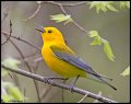 _3SB9175 prothonotary warbler